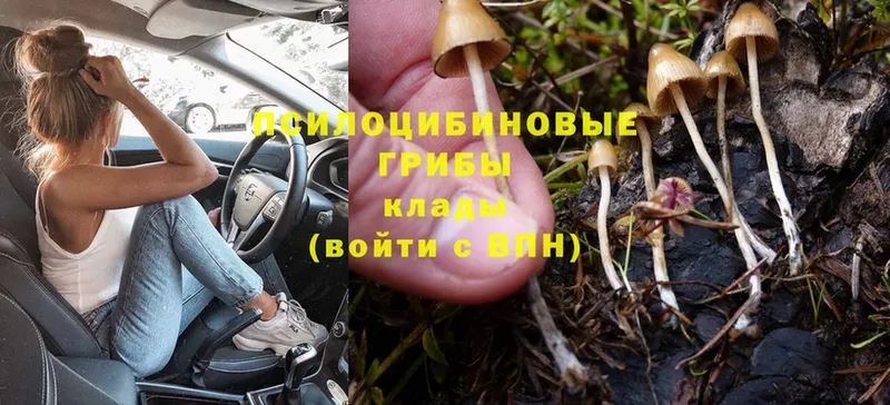 Псилоцибиновые грибы Cubensis  Калачинск 